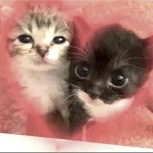 Meet your Posher, Elicya